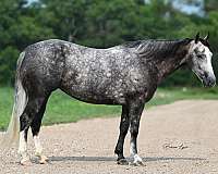 breeding-quarter-horse