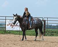 ranch-quarter-horse