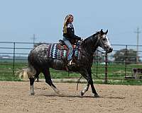 ranch-work-quarter-horse