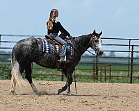 ranch-versatility-quarter-horse