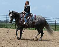 rodeo-quarter-horse