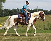 buckskin-none-horse