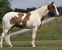 ranch-work-quarter-horse