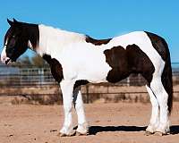 athletic-gypsy-vanner-horse