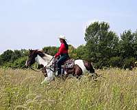 companion-gypsy-vanner-horse