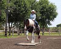 driving-gypsy-vanner-horse