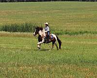 husband-safe-gypsy-vanner-horse