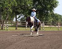 performance-gypsy-vanner-horse