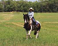 parade-gypsy-vanner-horse