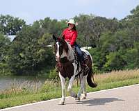 show-gypsy-vanner-horse