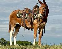 buckskin-nfhr-mare