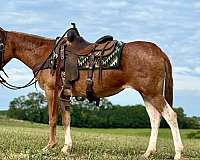 buckskin-nfhr-pony