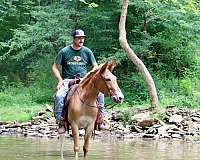 ranch-work-fjord-pony