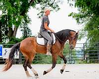 athletic-friesian-pony