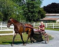 dressage-friesian-pony