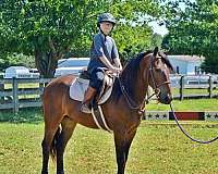 driving-friesian-pony