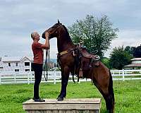 flashy-friesian-pony