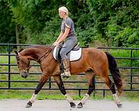 ranch-work-friesian-pony