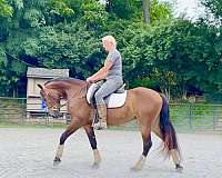 ridden-english-friesian-pony