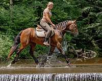 ridden-western-friesian-pony