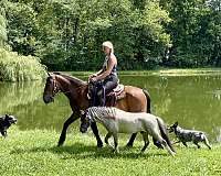 trail-riding-friesian-pony