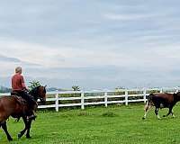 bay-friesian-gelding