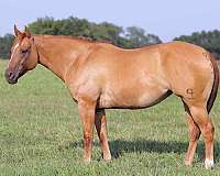 ranch-work-quarter-horse