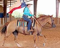 beginner-safe-quarter-horse