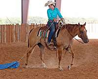 family-horse-quarter