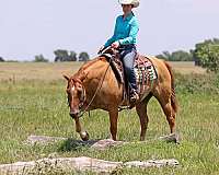 beginner-quarter-horse