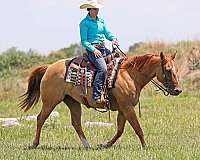 husband-safe-quarter-horse