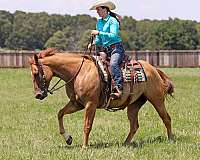 ranch-quarter-horse