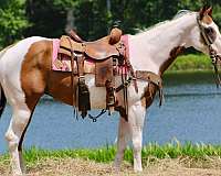 quarter-horse