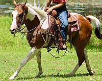 athletic-quarter-horse