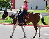 husband-safe-quarter-horse