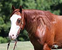 ranch-work-quarter-horse