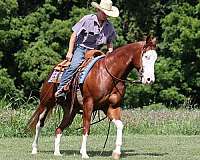 beginner-quarter-horse