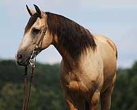 palomino-tobiano-horse