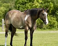 grulla-tobiano-blaze-horse