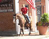 ranch-work-quarter-horse