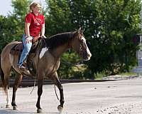 family-horse-quarter