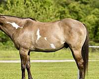 paint-quarter-horse