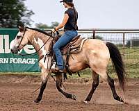 ranch-versatility-quarter-pony