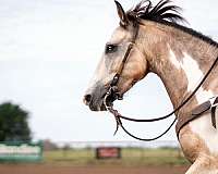 reining-quarter-pony