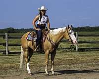 ranch-versatility-quarter-horse