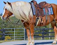 athletic-haflinger-horse