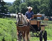 driving-haflinger-horse