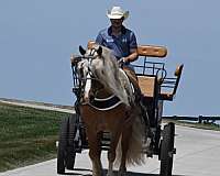 flashy-haflinger-horse