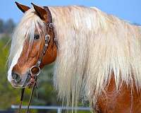 husband-safe-haflinger-horse