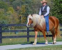 parade-haflinger-horse